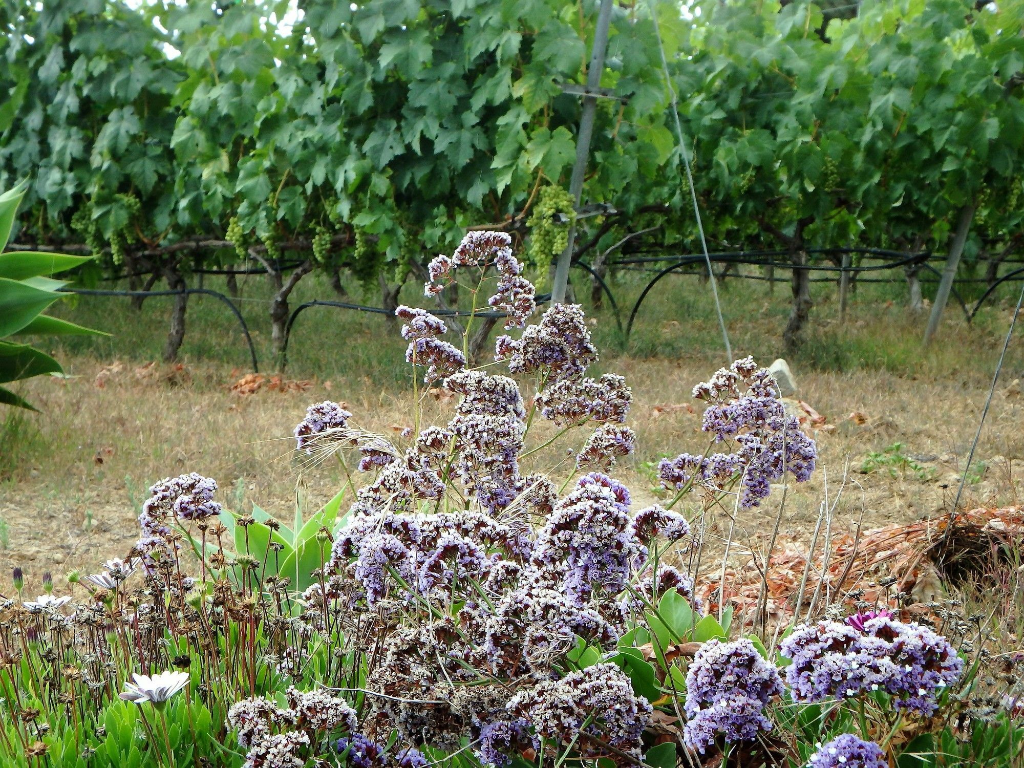 El Lagar Villa Icod de los Vinos Kültér fotó