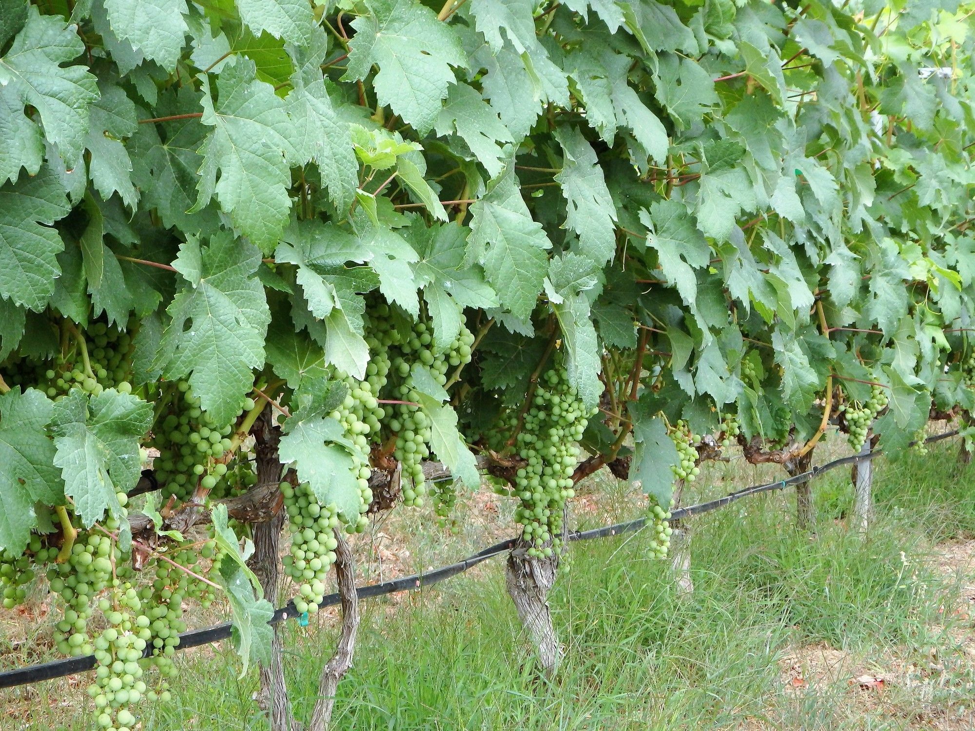 El Lagar Villa Icod de los Vinos Kültér fotó